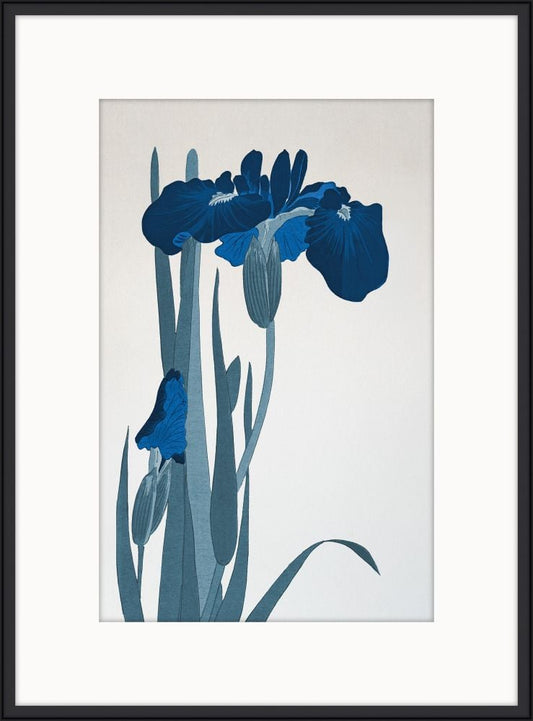 Blue Irises IV
