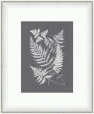 Buckle Ferns on Gray