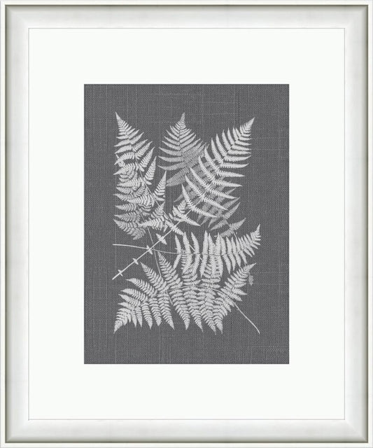 Polypodies Ferns on Gray