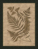 Buckler Ferns on Antique Linen
