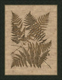 Polypodies Ferns on Antique Linen