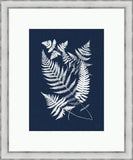 Buckler Ferns on Navy