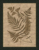 Polypodies Ferns on Antique Linen