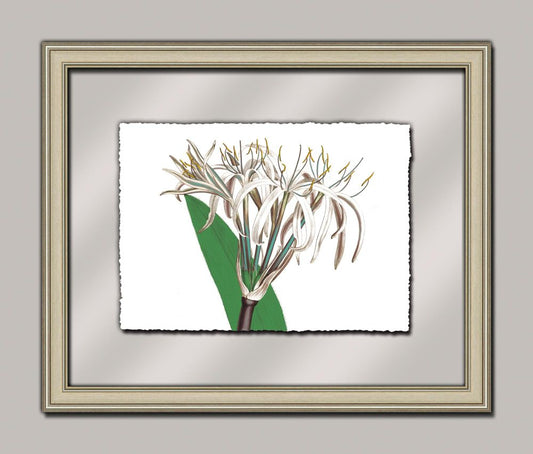 White Lily I