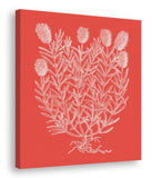 Floral Impressions in Watermelon I (canvas)