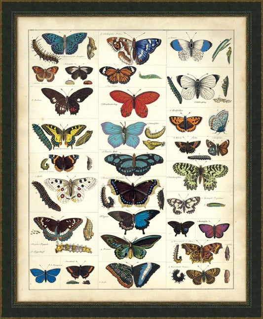 Butterfly Chart II