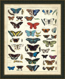 Butterfly Chart II