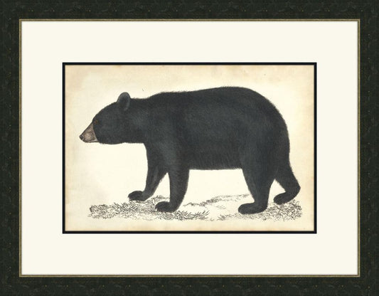Bear I