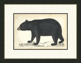 Bear I