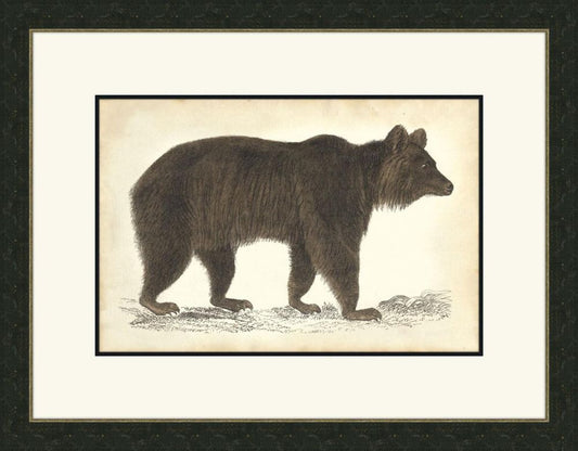 Bear II