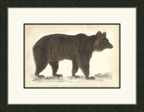 Bear II