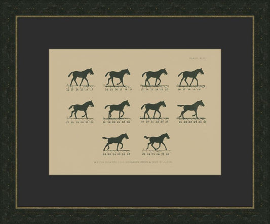 MUYBRIDGE RIDERS I