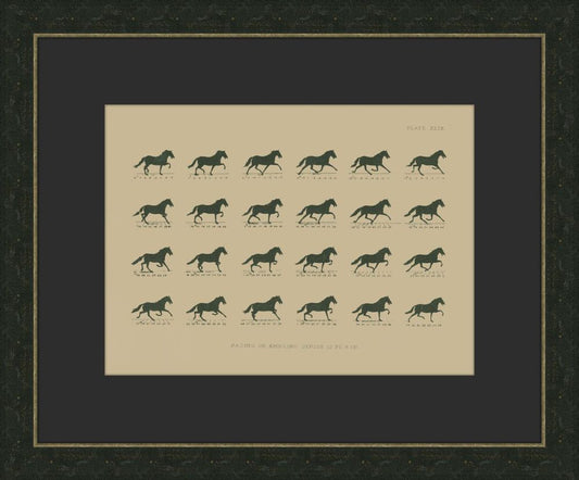 MUYBRIDGE RIDERS II