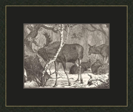Moose in the Forest with Black