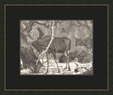 Moose in the Forest with Black