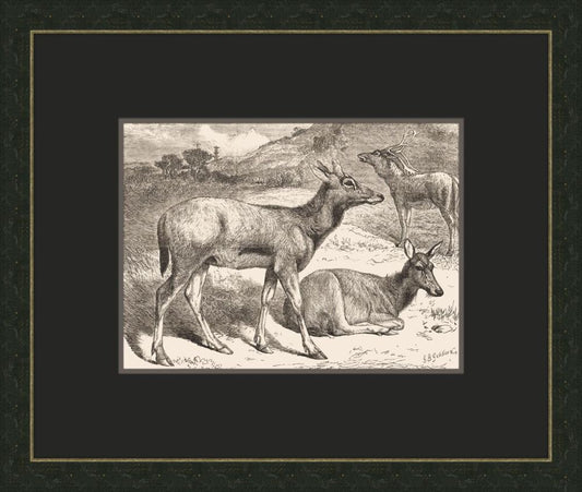 Forrest Dwellers in Black VI