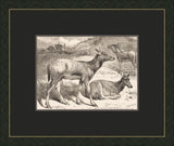 Forrest Dwellers in Black VI