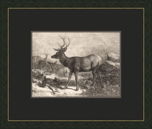 Forrest Dwellers in Black VII