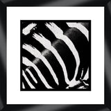 Zebra I