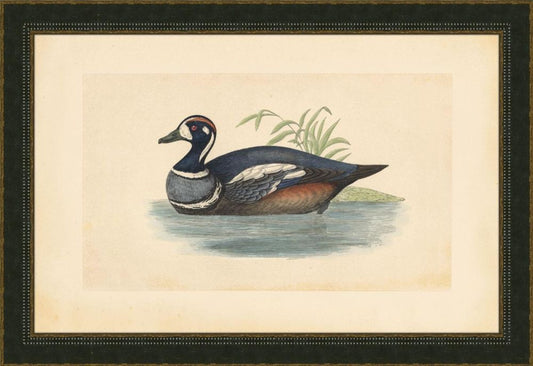 Harlequin Duck