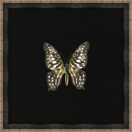Butterflies on Black II