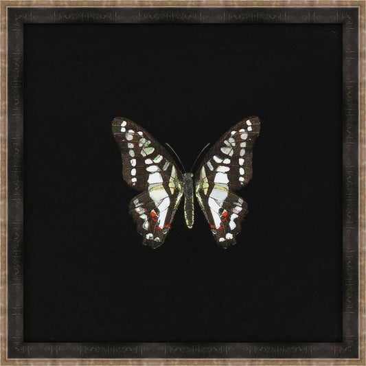 Butterflies on Black III