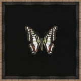Butterflies on Black III