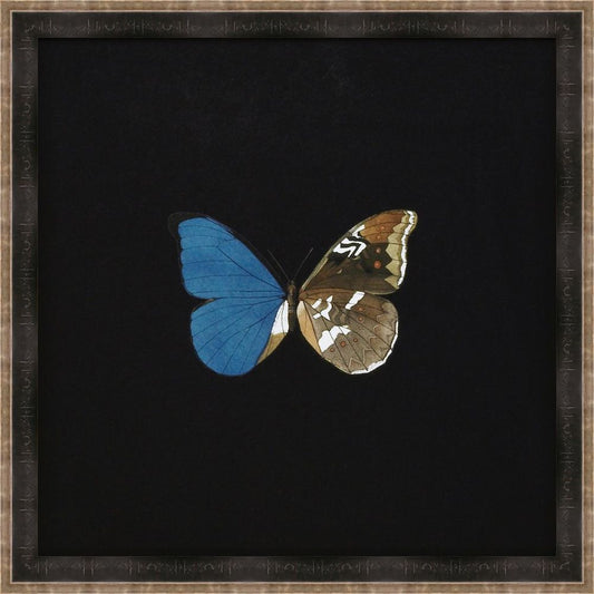 Butterflies on Black V