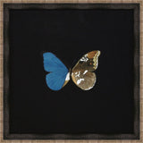 Butterflies on Black V