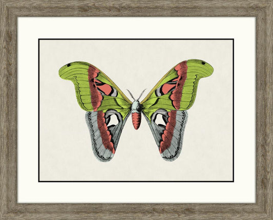 Flutter in Color III in Driftwood