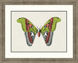 Flutter in Color III in Driftwood