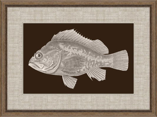 Fish of America in Brown I