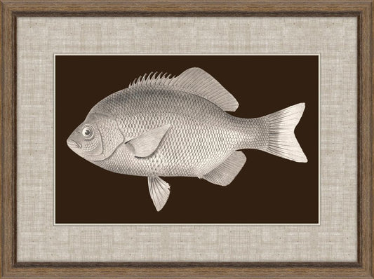 Fish of America in Brown II