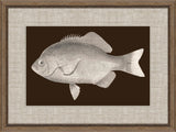 Fish of America in Brown II