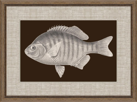 Fish of America in Brown III