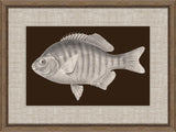 Fish of America in Brown III