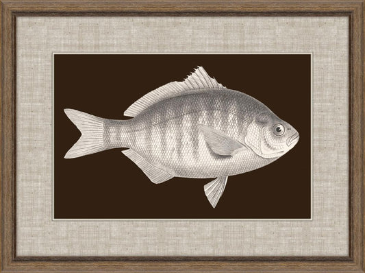 Fish of America in Brown IV