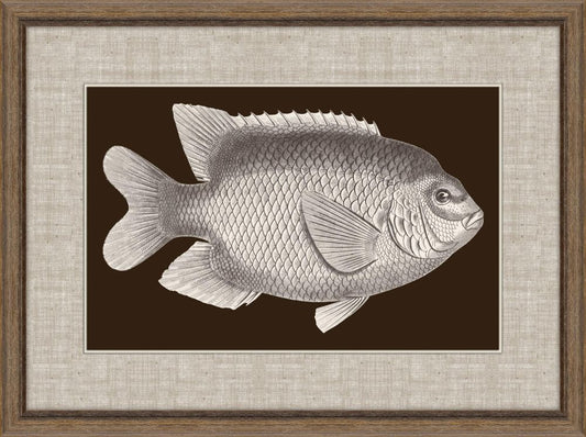 Fish of America in Brown V