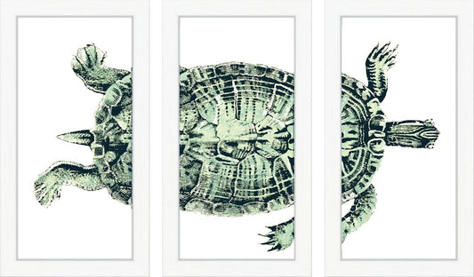Turtle in Green 3 Parts