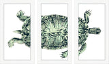 Turtle in Green 3 Parts