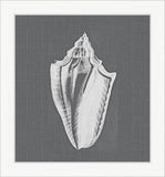 White Shell on Gray I