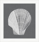 White Shell on Gray II