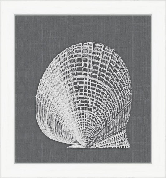 White Shell on Gray III