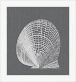 White Shell on Gray III