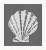 White Shell on Gray IV