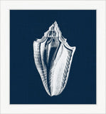 White Shell on Blue I