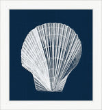 White Shell on Blue II