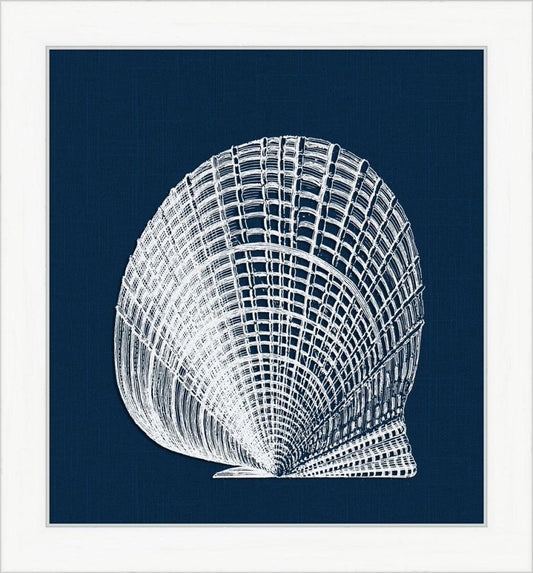 White Shell on Blue III