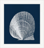 White Shell on Blue III