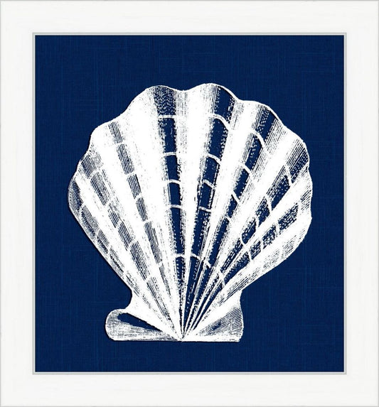 White Shell on Blue IV